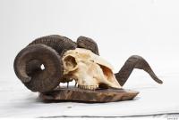 mouflon skull 0019
